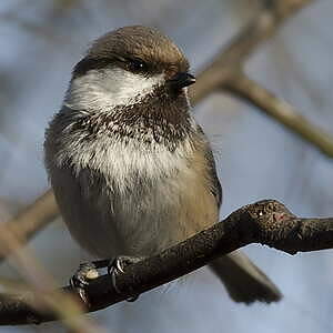 Mésange lapone