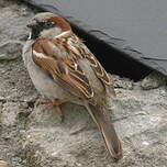 Moineau domestique