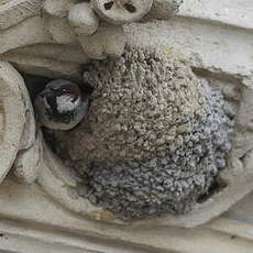 Moineau domestique