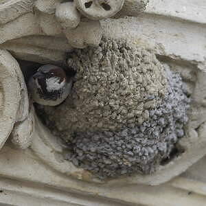 Moineau domestique