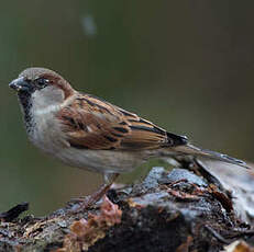 Moineau domestique