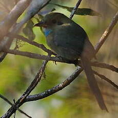 Motmot à gorge bleue