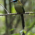 Motmot d'Équateur