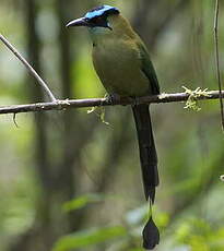 Motmot d'Équateur