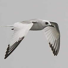 Mouette à queue fourchue