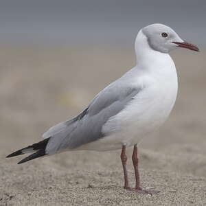 Mouette à tête grise