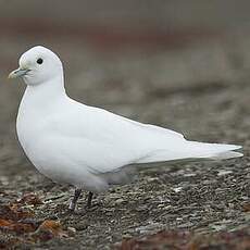 Mouette blanche