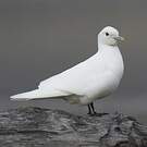Mouette blanche