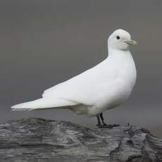 Mouette blanche