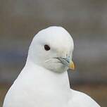 Mouette blanche