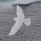 Mouette blanche