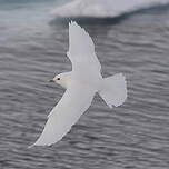 Mouette blanche