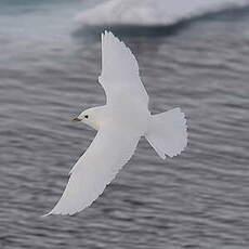 Mouette blanche