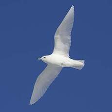 Mouette blanche