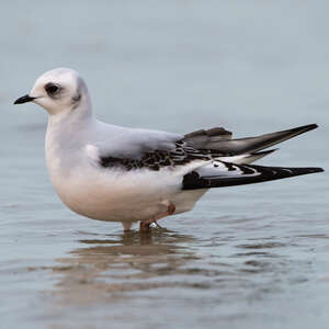 Mouette de Ross