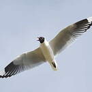 Mouette des Andes