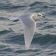 Mouette mélanocéphale