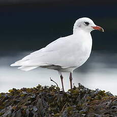 Mouette mélanocéphale