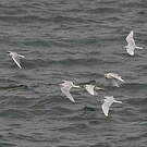 Mouette mélanocéphale