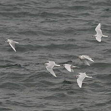 Mouette mélanocéphale