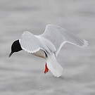 Mouette pygmée