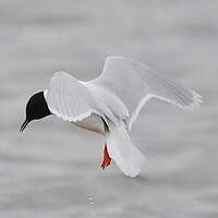 Mouette pygmée