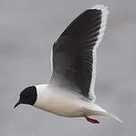 Mouette pygmée