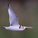 Mouette pygmée