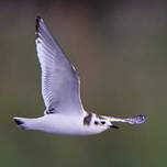 Mouette pygmée