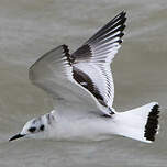 Mouette pygmée