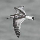 Mouette pygmée