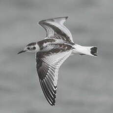 Mouette pygmée