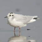 Mouette pygmée