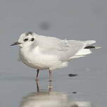 Mouette pygmée