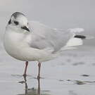 Mouette pygmée