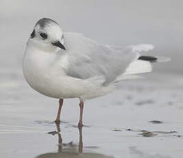 Mouette pygmée