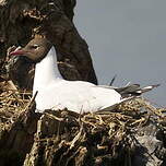 Mouette rieuse