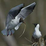 Mouette rieuse