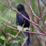 Oriole à galons