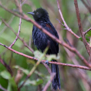 Oriole à galons