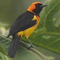 Oriole à tête d'or