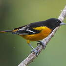 Oriole du Nord