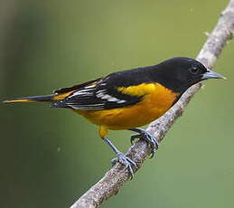 Oriole du Nord