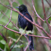 Oriole variable
