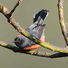 Paruline ardoisée