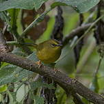 Paruline citrine