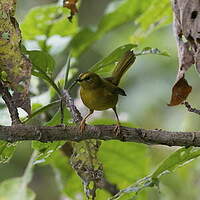 Paruline citrine