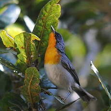 Paruline embrasée