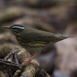 Paruline hochequeue