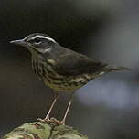 Paruline hochequeue